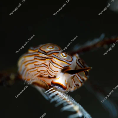 doto-greenamyeri-nudibranch-hydroid