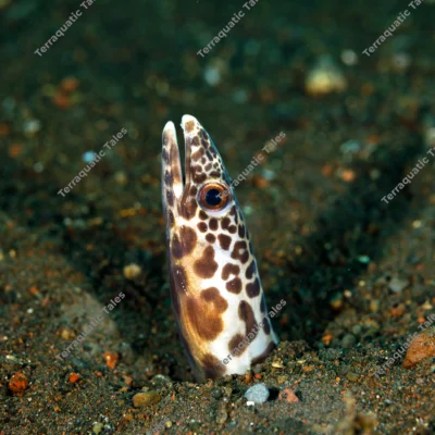 barred-sand-conger-emerging