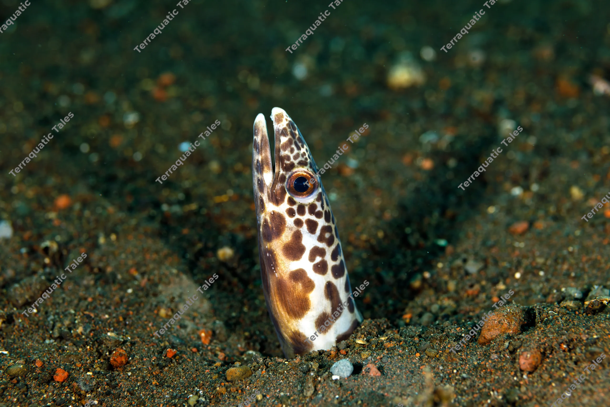 Macro underwater photograph of a white and brown spotted barred sand conger eel emerging vertically from dark volcanic sand in Bali.