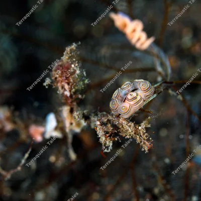 doto-greenamyeri-nudibranch-egg-mass-hydroid