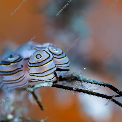 macro-doto-greenamyeri-nudibranch-ringed-cerata