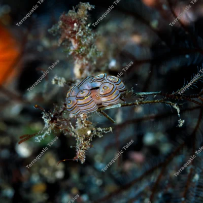 wide-macro-doto-greenamyeri-hydroid