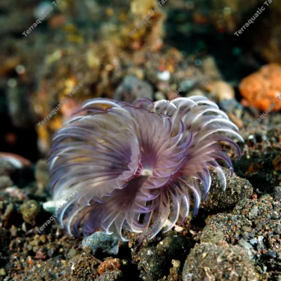 feather-duster-worm-radioles-expanded