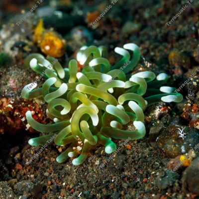 corkscrew-anemone-with-sexy-shrimp-sheltered-on-volcanic-substrate-in-bali