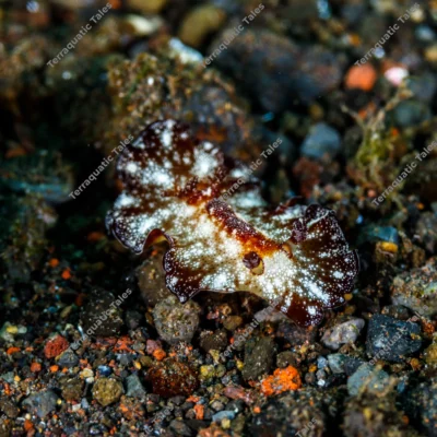 macro-discodoris-nudibranch-bali