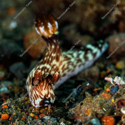 kentrodoris-rubescens-nudibranch-frontal-bali