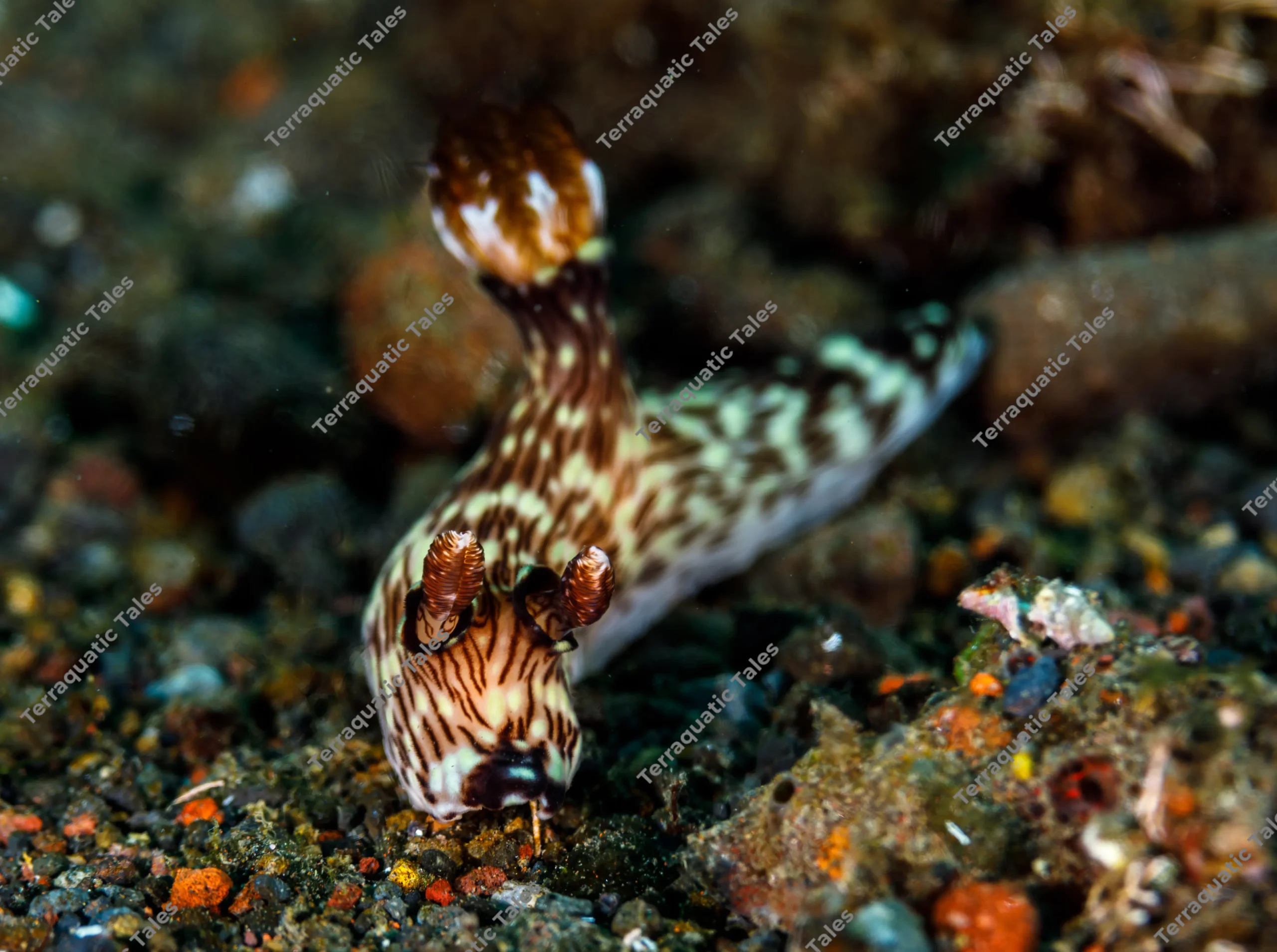 Macro underwater photograph of a striped Kentrodoris rubescens nudibranch with large brown rhinophores crawling toward the camera on dark volcanic sand in Bali.