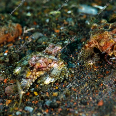 short-dragonfish-seamoth-sand-bali
