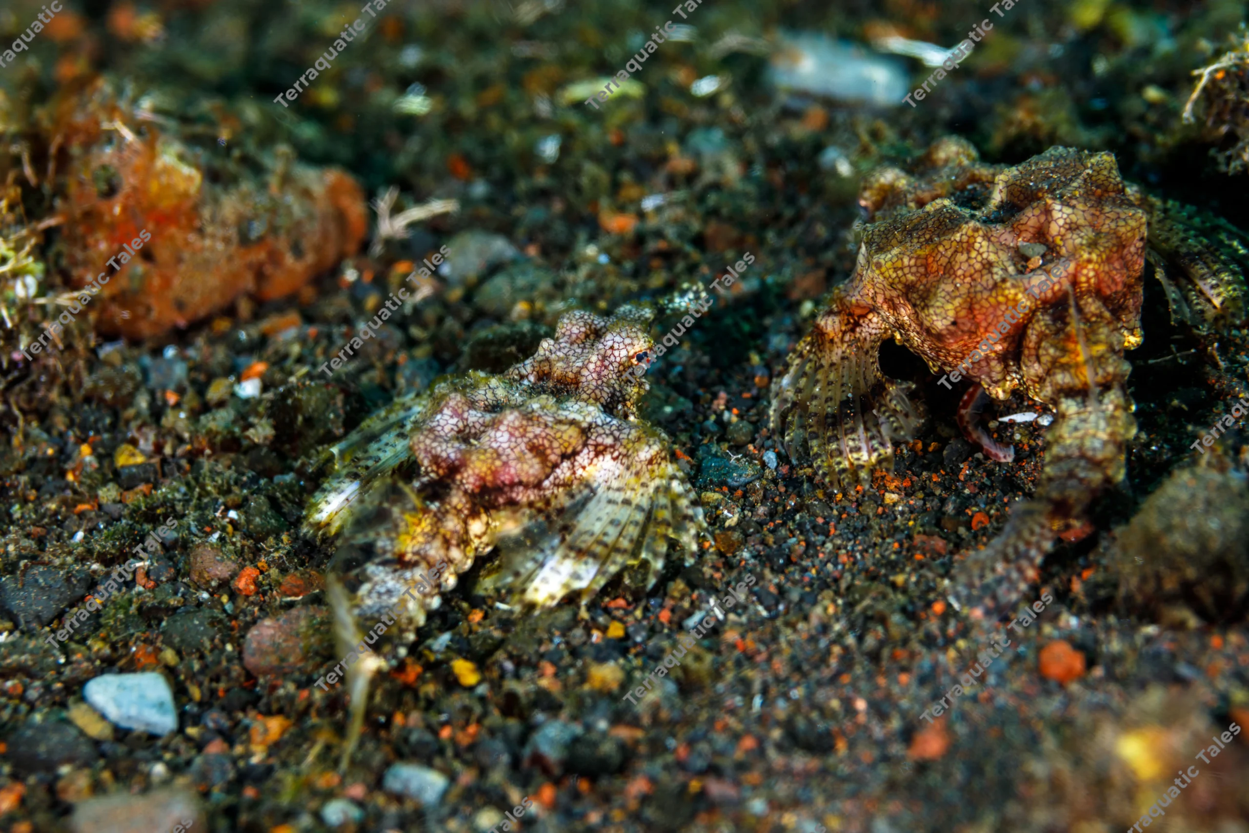 Macro underwater photograph of a camouflaged pegasus seamoth (Eurypegasus draconis) resting on black volcanic sand in Bali.