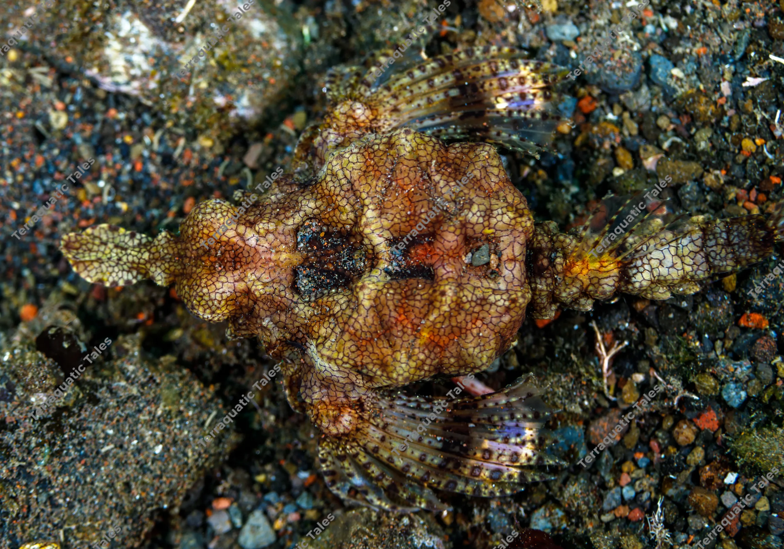 Top-down macro underwater photograph detailing the reticulated bony armor and spread pectoral fins of a pegasus seamoth on volcanic sand in Bali.