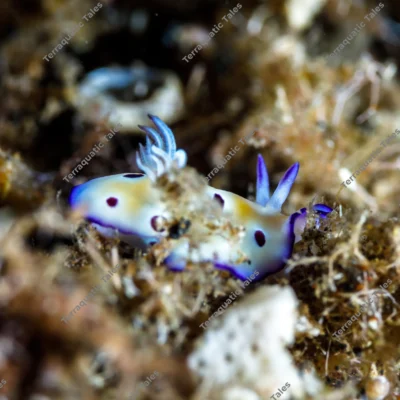 goniobranchus-kuniei-nudibranch-hydroids-algal-substrate