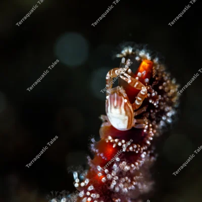 soft-coral-porcelain-crab-perched