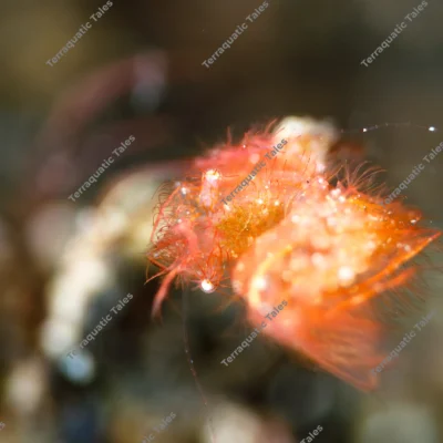 extreme-macro-hairy-shrimp