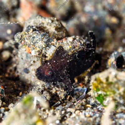 juvenile-black-frogfish-sand-bali