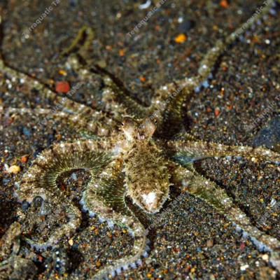 long-arm-octopus-sprawled-dark-sand