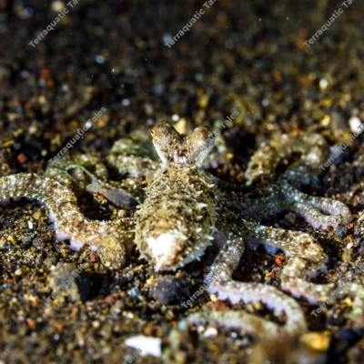 long-arm-octopus-eye-level-view