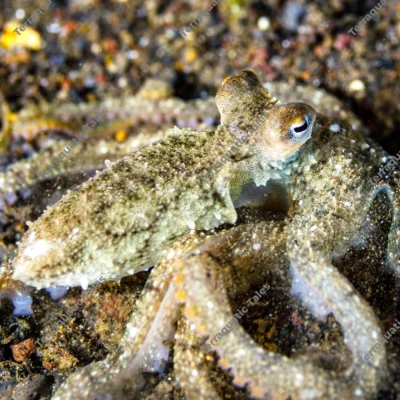 long-arm-octopus-profile-view