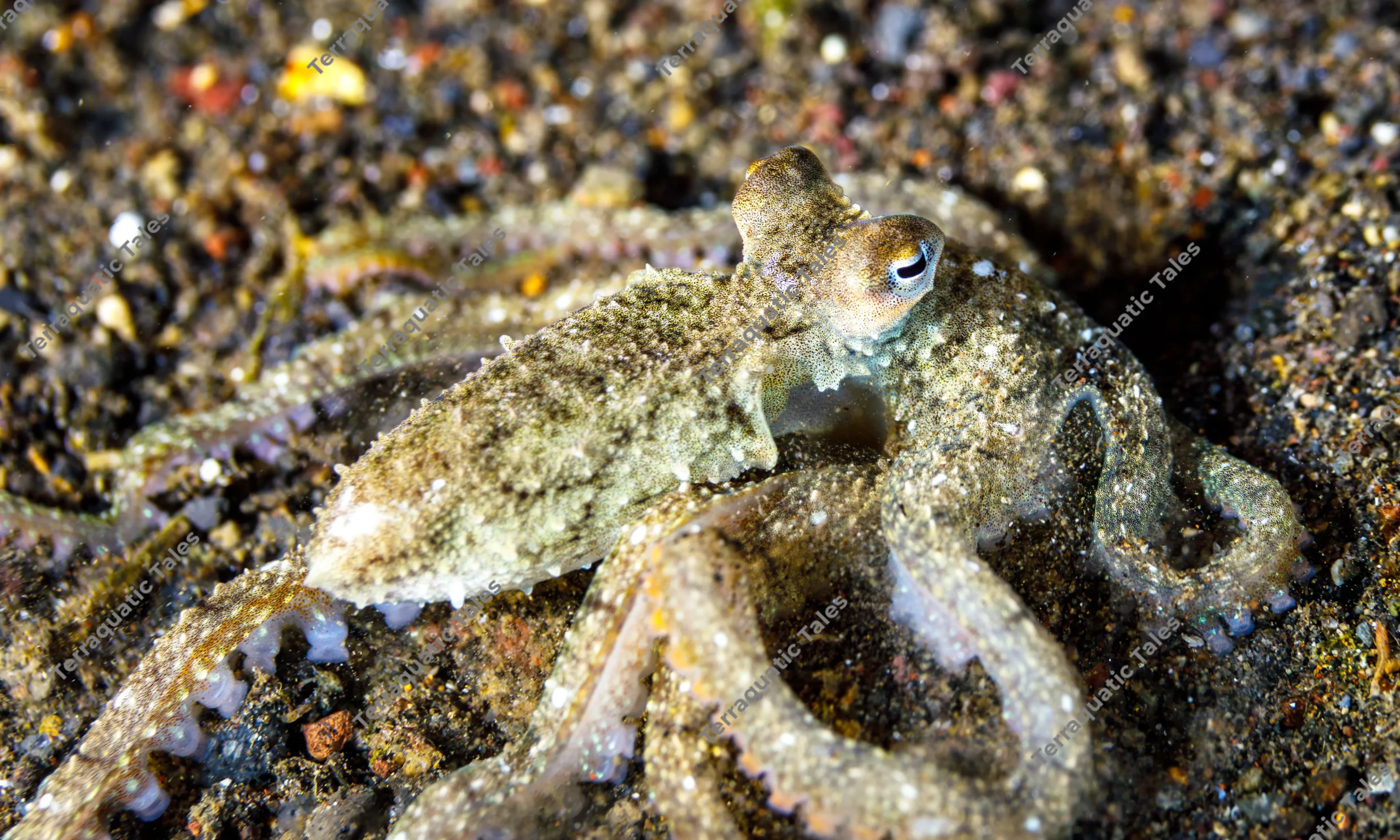 Macro underwater photograph detailing the large golden eye, spiky mantle, and suction cups of a long-arm octopus on volcanic sand in Bali.