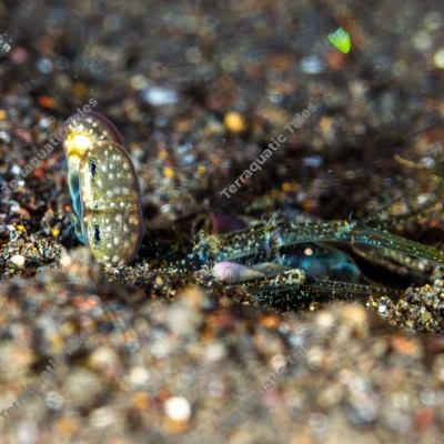 spearer-mantis-shrimp-eyes-antennae-emerging