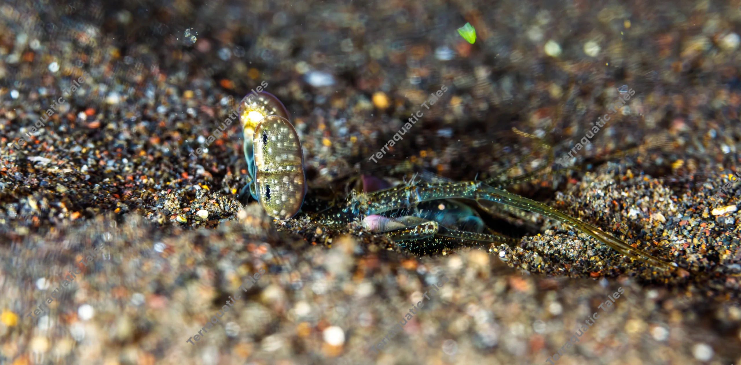 Macro underwater photograph of the iridescent speckled eyes and long antennae of a spearer mantis shrimp emerging from a sand burrow in Bali.