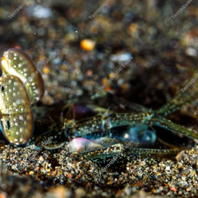 extreme-close-spearer-mantis-shrimp-eyes