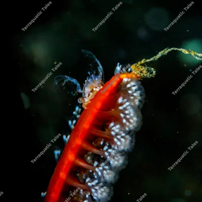 soft-coral-porcelain-crab-filter-feeding