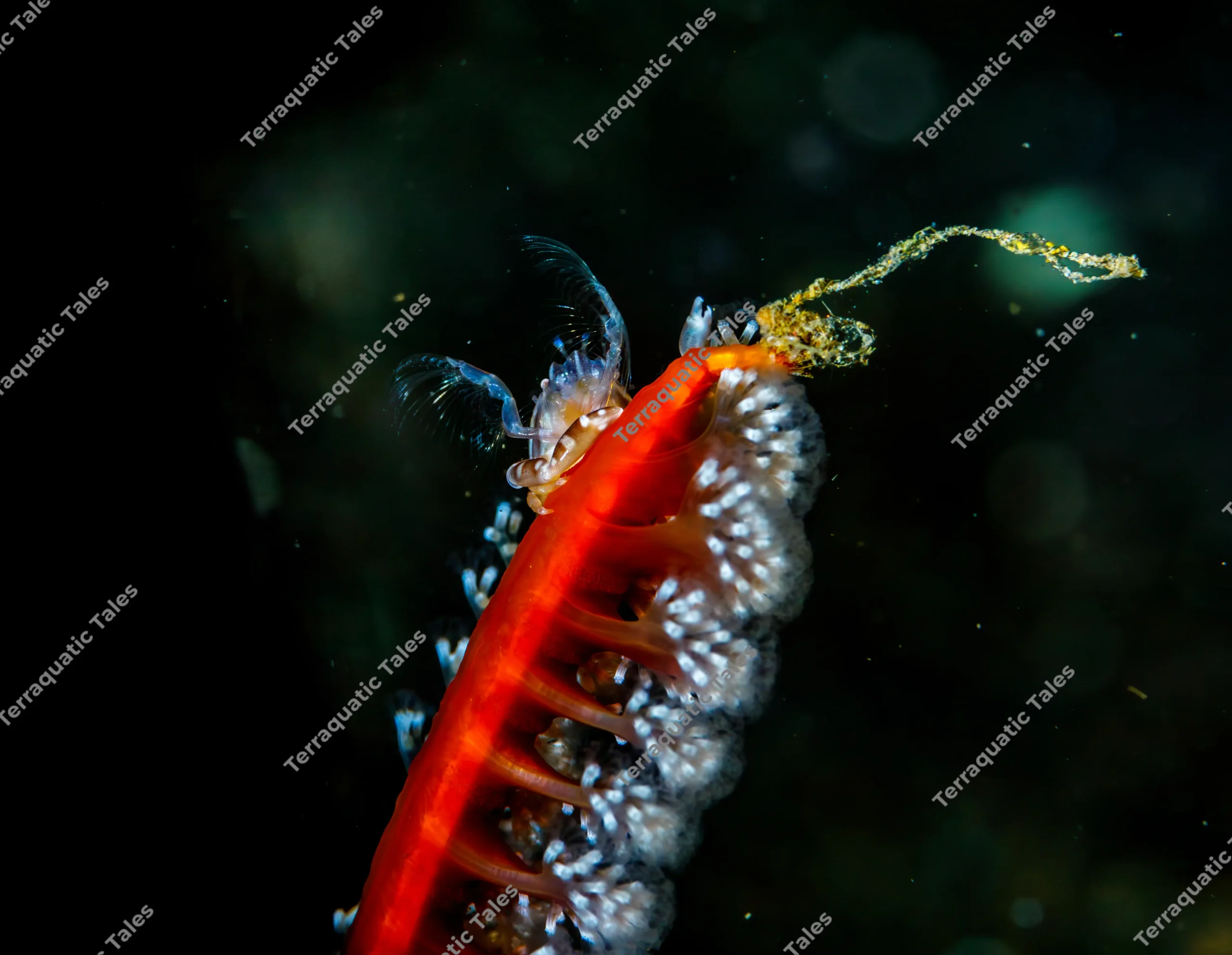 Macro underwater photograph of a tiny soft coral porcelain crab extending translucent filter-feeding fans while perched on a red soft coral branch in Bali.