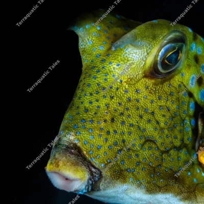longhorn-cowfish-close-portrait-bali