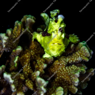 yellow-frogfish-perched-hard-coral