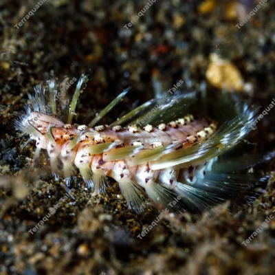 golden-fireworm-crawling-volcanic-seabed