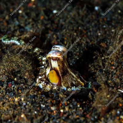 long-arm-octopus-peeking-sand-burrow-yellow-funnel