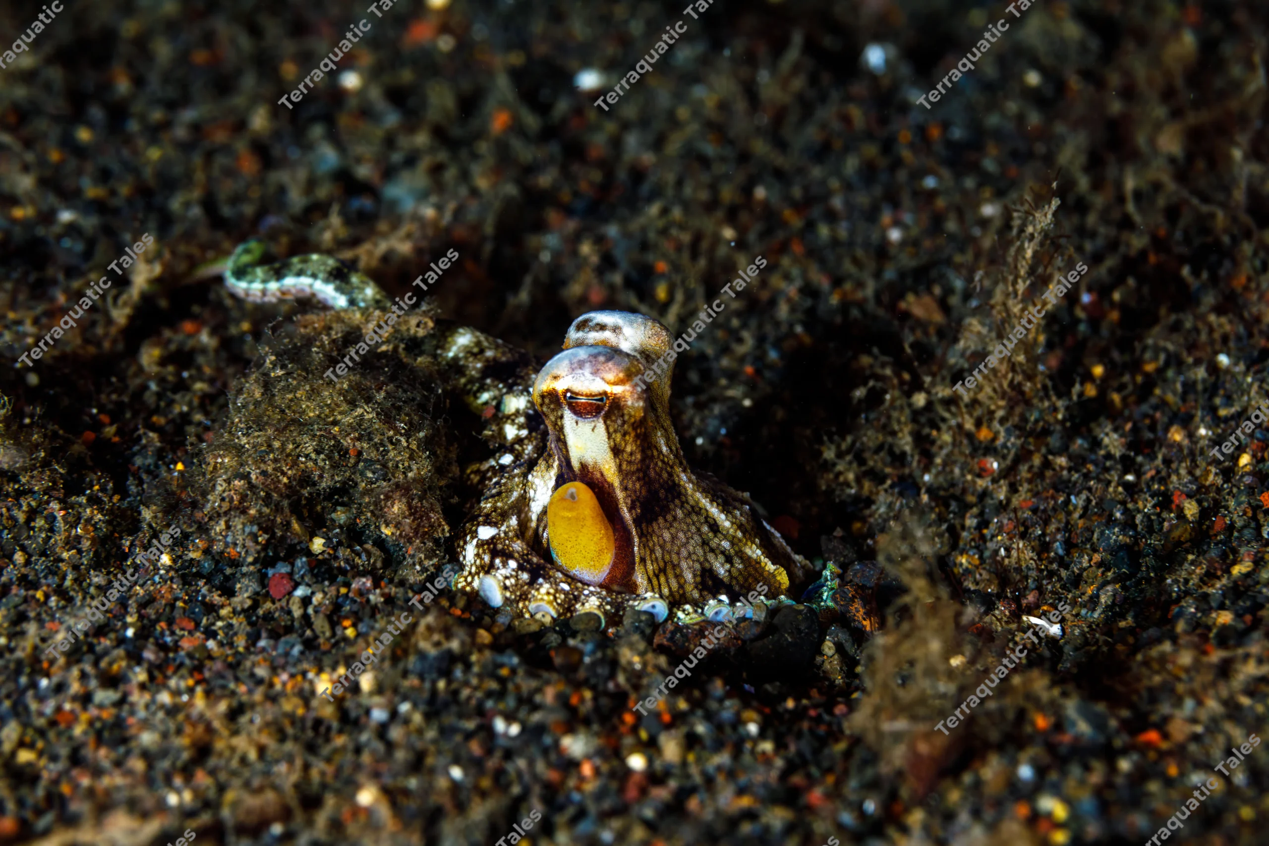 Macro underwater photograph of a long-arm octopus peeking out of a volcanic sand burrow with a prominent golden-yellow siphon in Bali.