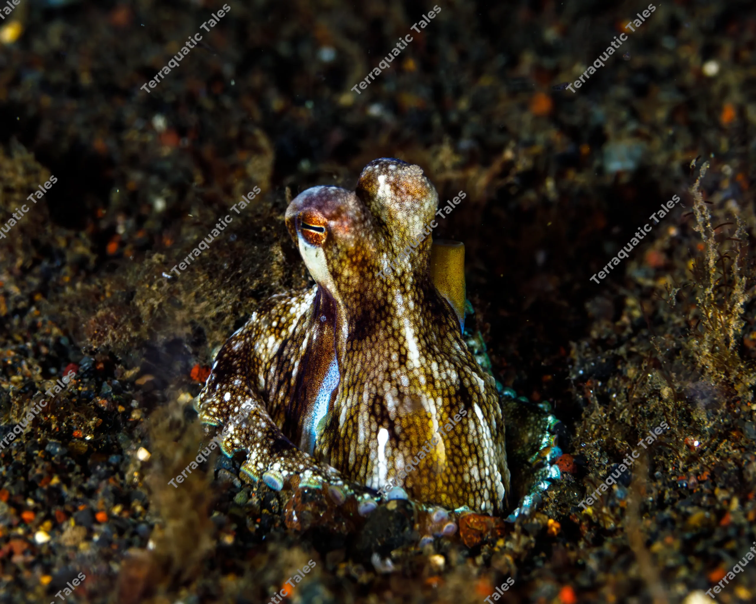 Macro underwater photograph of a brown and white striped long-arm octopus extending vertically from a sand burrow with a ring of blue suction cups in Bali.