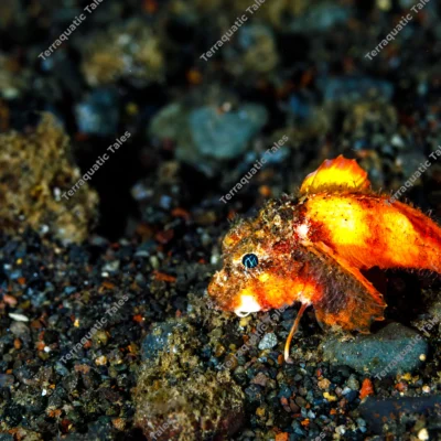 rough-head-stingfish-side-profile