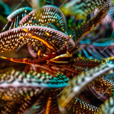 elegant-squat-lobster-sheltered-feathery-crinoid