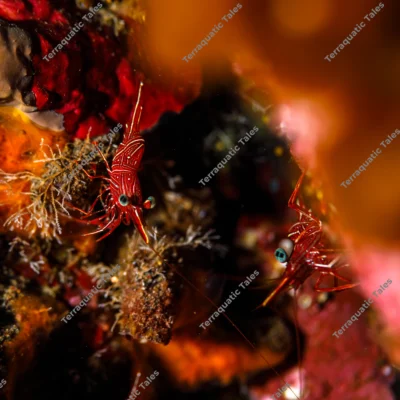 durban-hingebeak-shrimps-coral-crevice