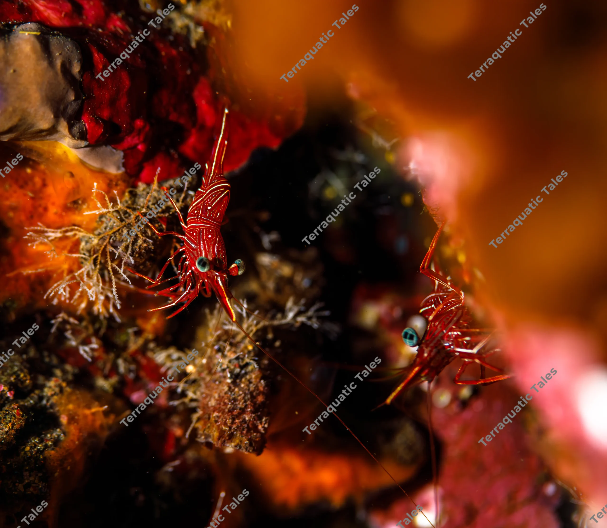 Macro underwater photograph of a pair of red and white striped Durban hingebeak shrimps with blue eyes inside a coral crevice in Bali.