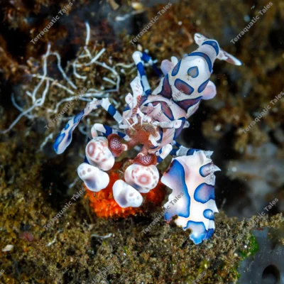 Macro photo of a white and blue spotted harlequin shrimp feeding on a red starfish leg underwater in Bali.