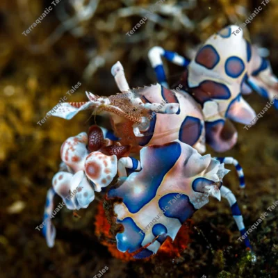 Macro photography of a spotted white, blue, and purple harlequin shrimp feeding on a starfish underwater in Bali.