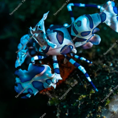 Macro photography of a single white, blue, and purple spotted harlequin shrimp crawling on a coral reef underwater in Bali.
