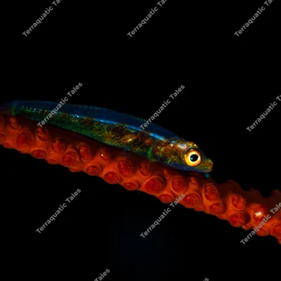 whip-coral-goby-underwater-bali