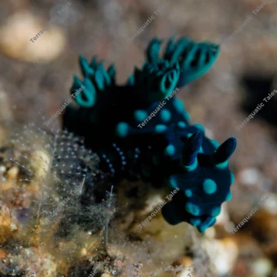 nudibranch-crawling-underwater-reef