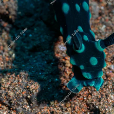 black-nudibranch-head-close-up
