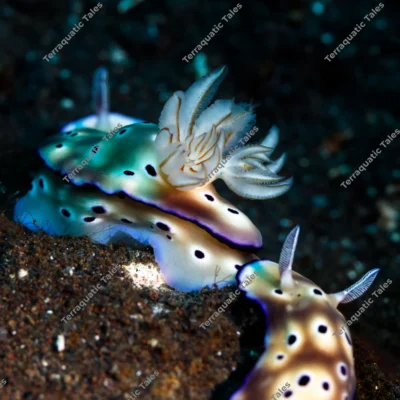 spotted-nudibranch-pair-underwater