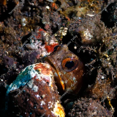 jawfish-peeking-reef-burrow