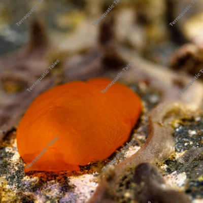 orange-gumdrop-slug-resting