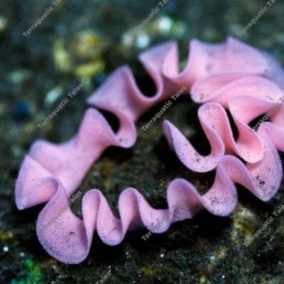 pink-nudibranch-egg-ribbon