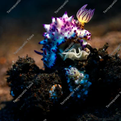 mexichromis-nudibranch-egg-ribbon