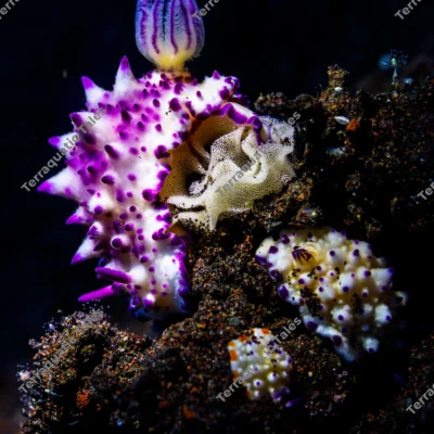 mexichromis-nudibranch-crawling-egg