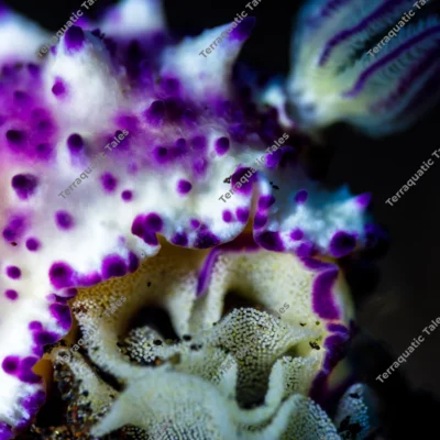 mexichromis-nudibranch-macro-detail